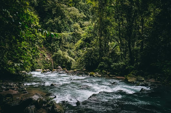 Clear river flowing through dense green rainforest in Costa Rica