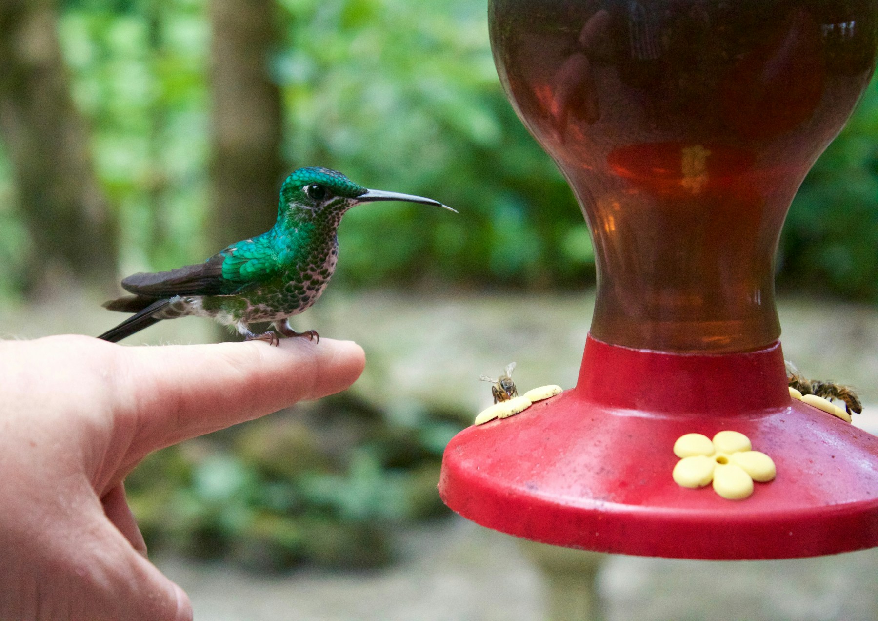 Hummingbird in Monteverde, Costa Rica