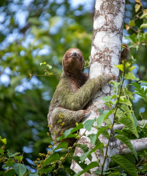 Three-toed sloth resting high in a Costa Rican rainforest canopy