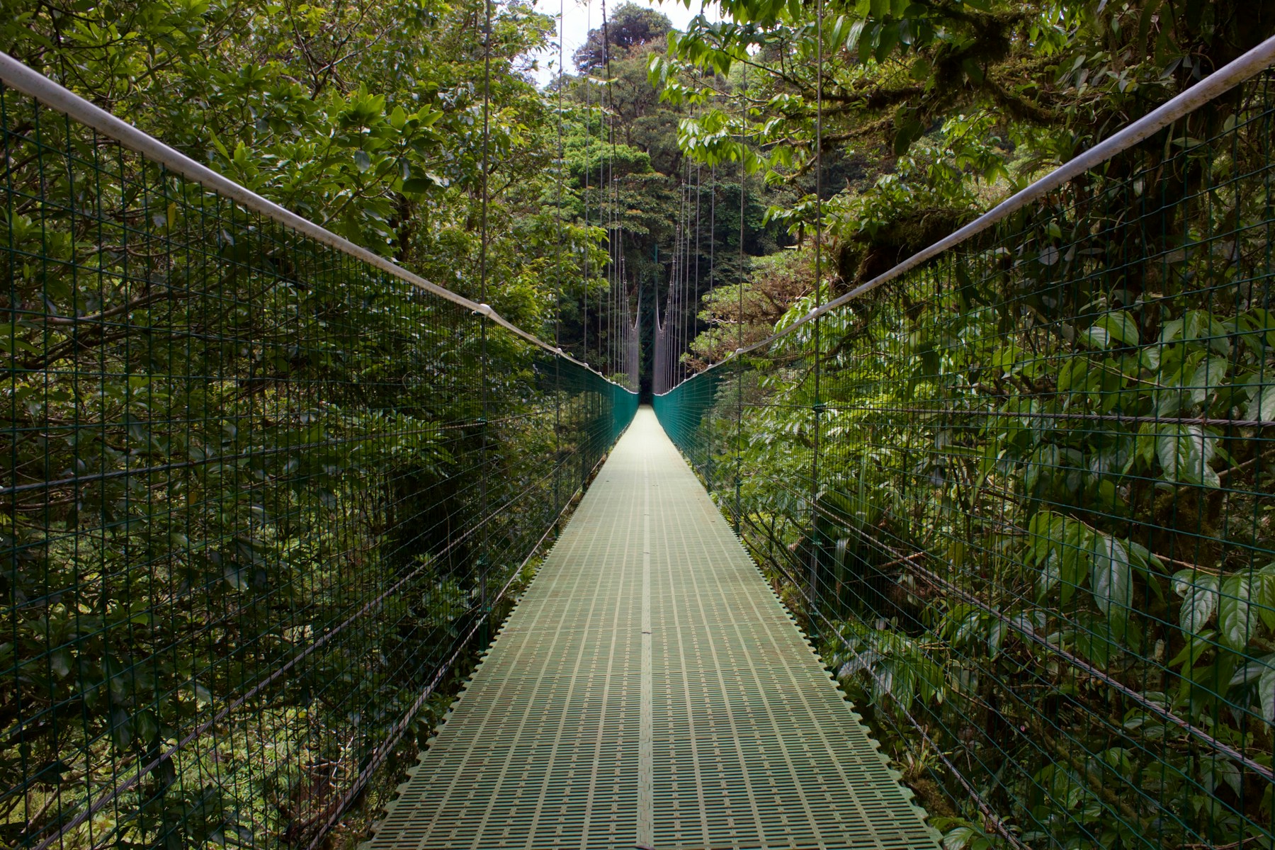 Suspension bridge through Monteverde forest