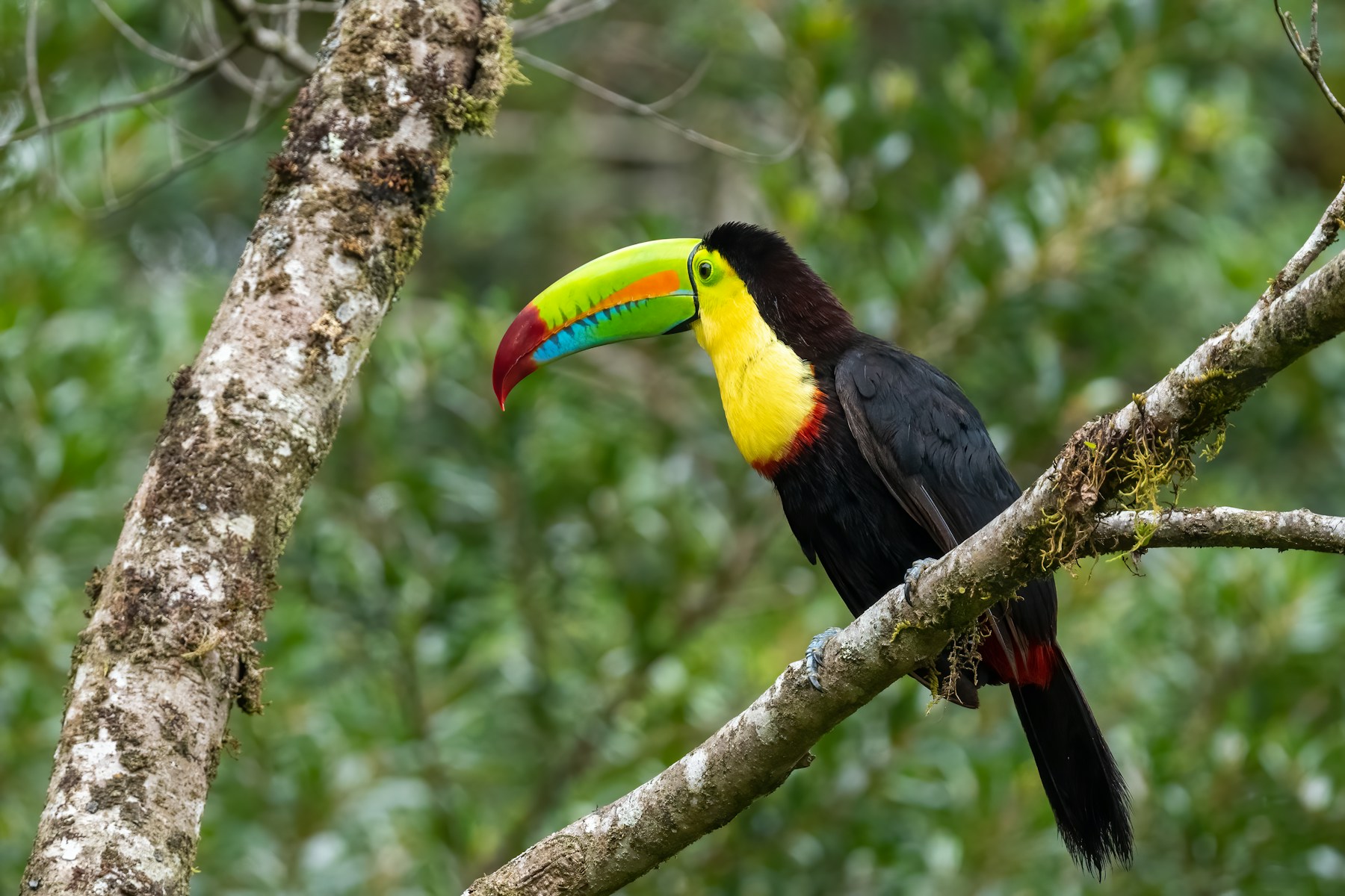 Toucan in Monteverde, Costa Rica