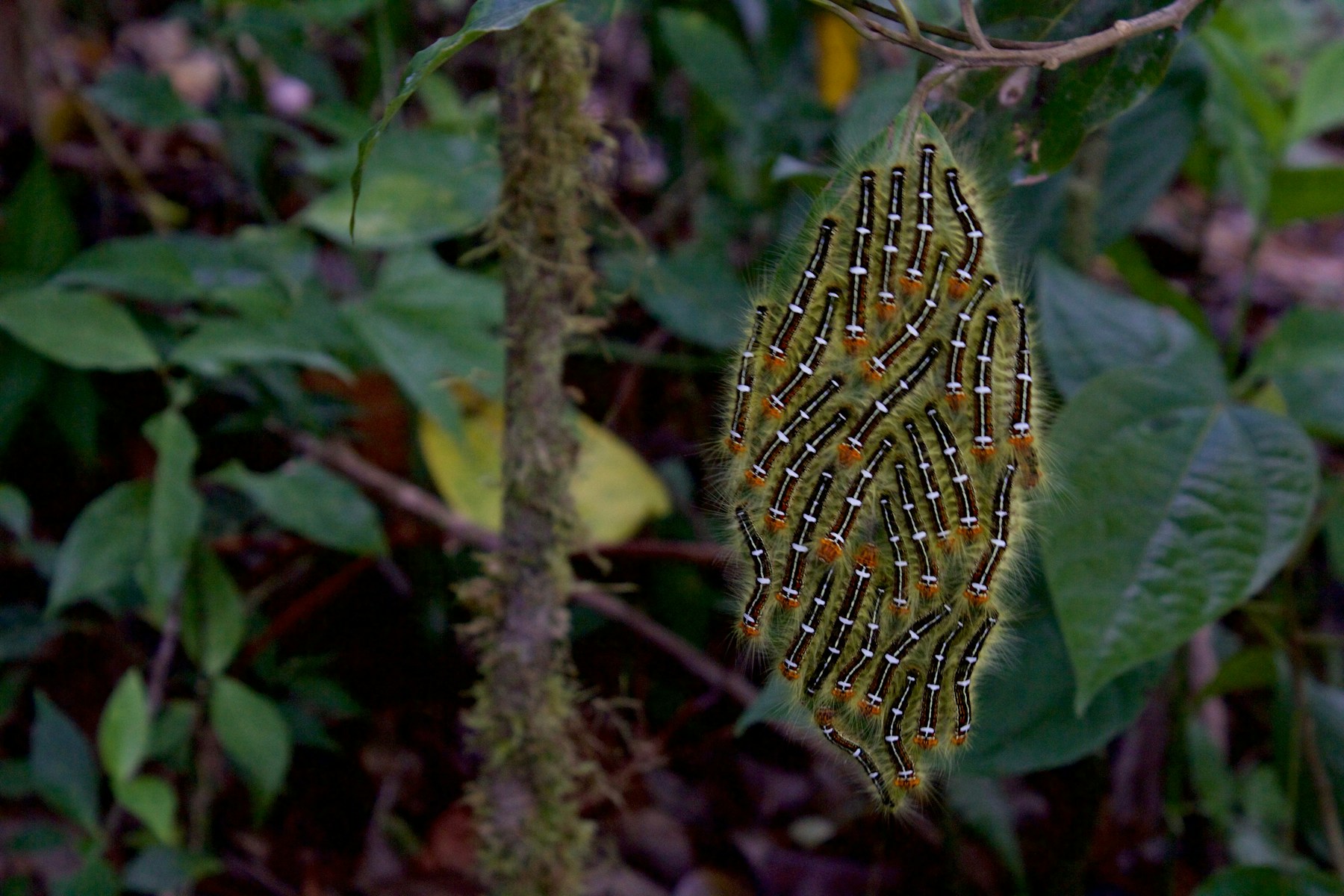 Tropical foliage in Monteverde, Costa Rica