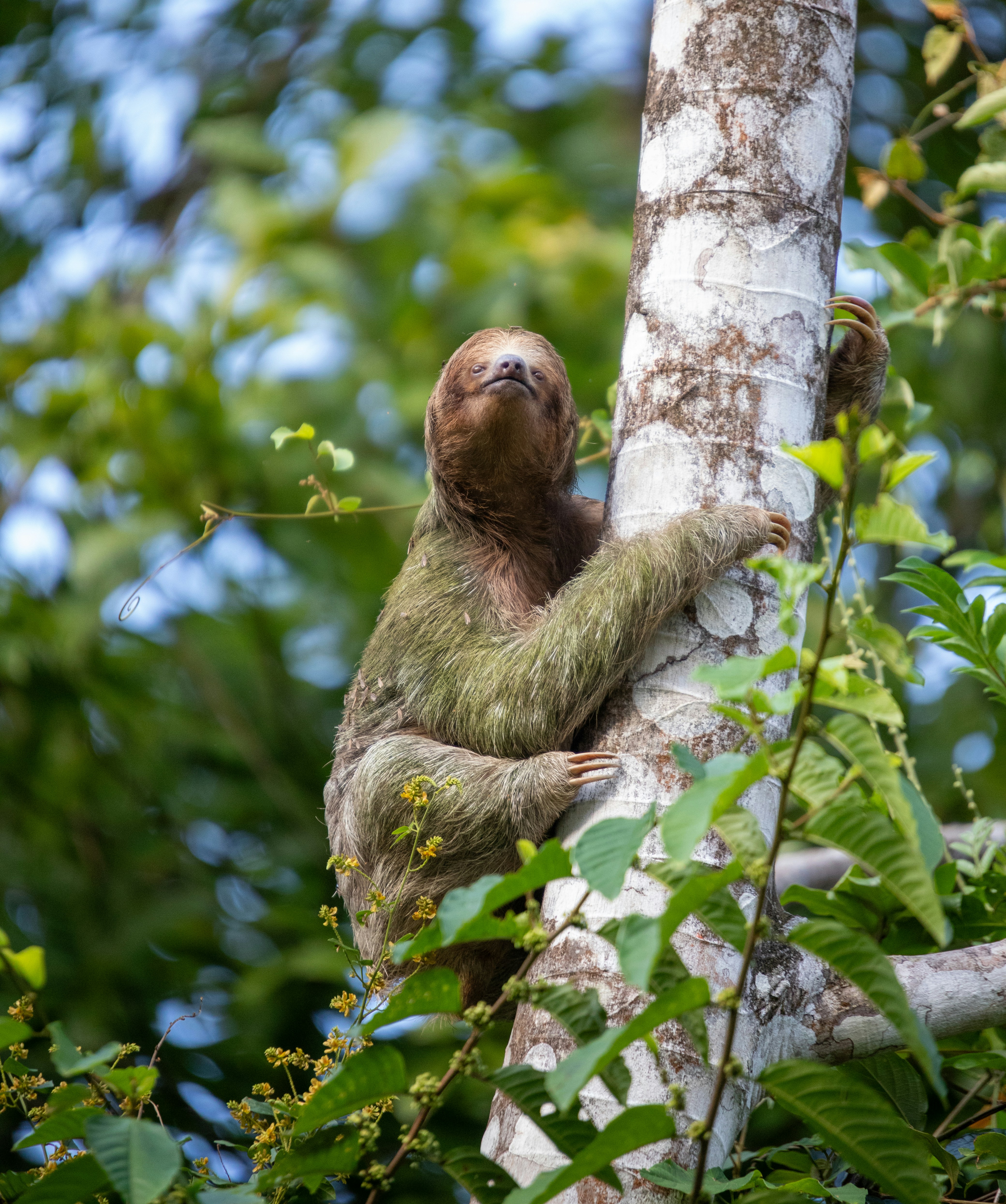 Three-toed sloth resting high in a Costa Rican rainforest canopy